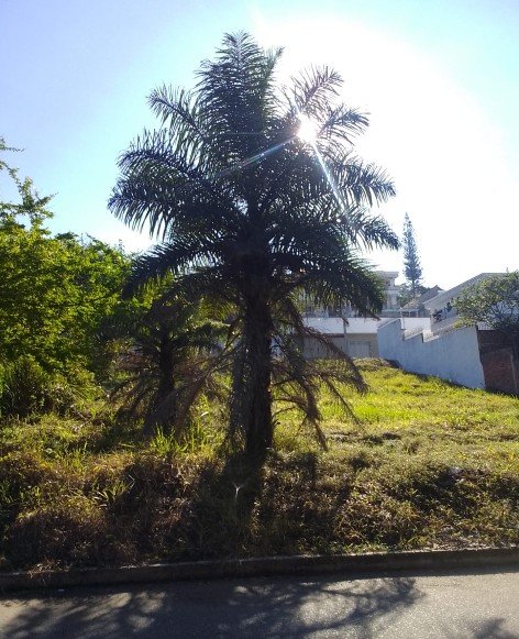 lote cacique